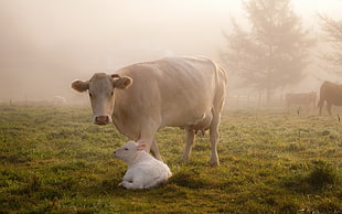 white cow and calf photo HD wallpaper